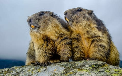 Two marmots (Marmota marmota) standing on a rock - Credit: LightRocket