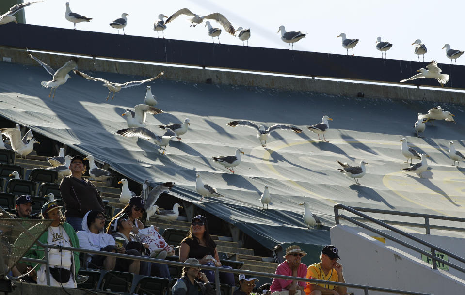 FILE - Seagulls occupy the upper deck of the Oakland Coliseum with Oakland Athletics fans during team's baseball game against the Seattle Mariners, July 8, 2012, in Oakland, Calif. The new Oakland Ballers independent baseball team is hoping to incorporate a bit of Oakland sports history in its renovated ballpark as the club prepares for the opener next month. An expansion team in the independent Pioneer League, the "B's" are inquiring about purchasing some or all of the approximately 5,000 unused bleacher seats that formerly were brought in for Oakland Raiders games. (AP Photo/Ben Margot,FIle)