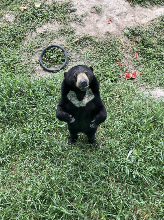 A bear standing on its hind legs on grass with a tire and some scattered fruit around it