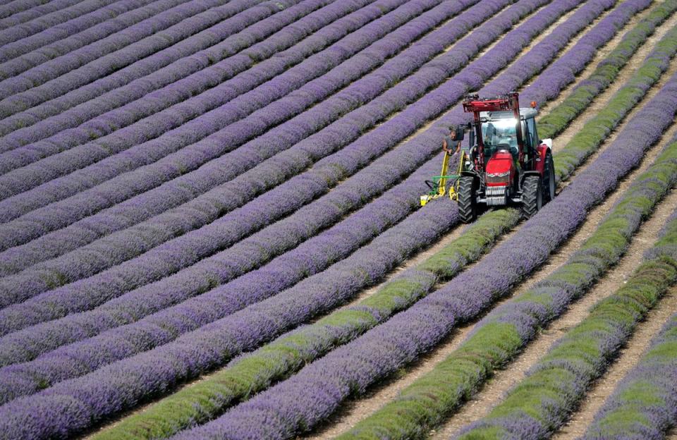 26 July 2022: Lavender is harvested at Lordington Lavender farm near Chichester, West Sussex (PA)