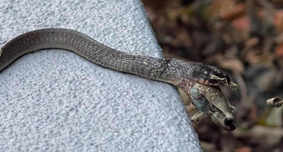 The snake can be seen holding the frog in its mouth, consuming its prey from the rear. 