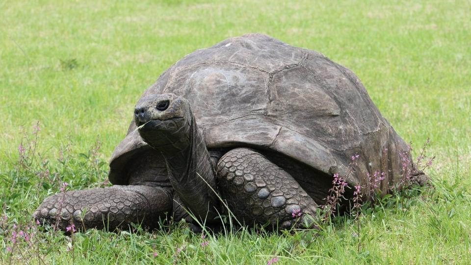 Jonathan the giant tortoise - the oldest living land animal in the grass