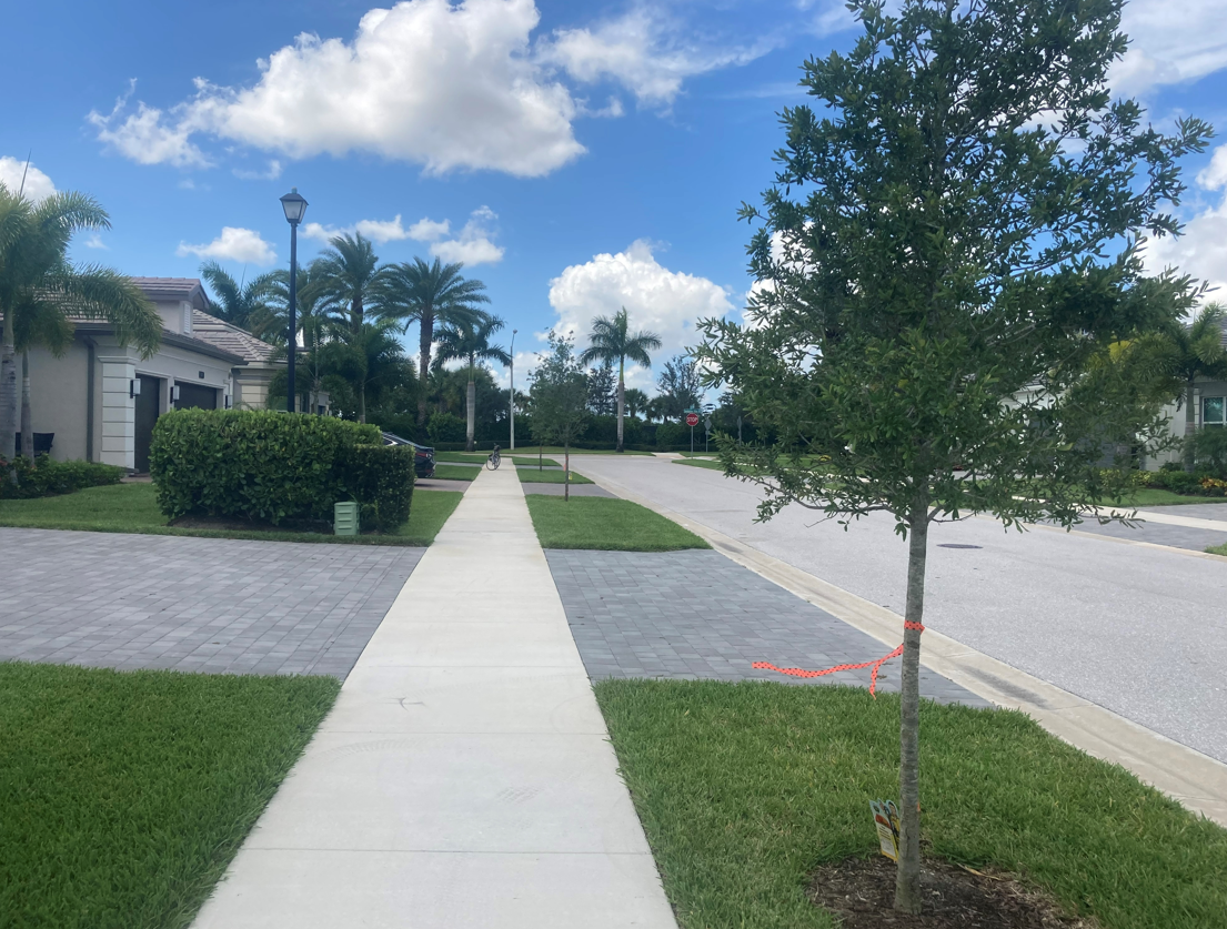 An Oak tree in Valencia Bay is marked for removal. A former member of the HOA board has sued the board, claiming it needs a county permit to remove them