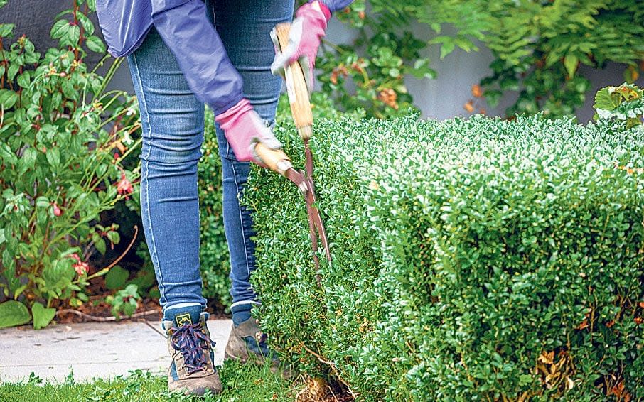  Cutting back: now is the perfect time to trim hedges - Getty