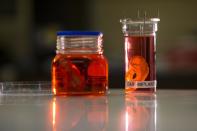 A synthetic polymer nose, left, and ear are posed to be photographed at a research facility in the Royal Free Hospital in London, Monday, March 31, 2014. In a north London hospital, scientists are growing noses, ears and blood vessels in the laboratory in a bold attempt to make body parts using stem cells. It is among several labs around the world, including in the U.S., that are working on the futuristic idea of growing custom-made organs in the lab. While only a handful of patients have received the British lab-made organs so far— including tear ducts, blood vessels and windpipes — researchers hope they will soon be able to transplant more types of body parts into patients, including what would be the world's first nose made partly from stem cells. "It's like making a cake," said Alexander Seifalian at University College London, the scientist leading the effort. "We just use a different kind of oven." (AP Photo/Matt Dunham)