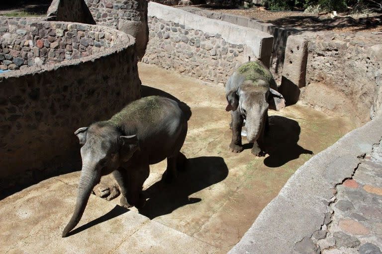 Pocha y Guillermina