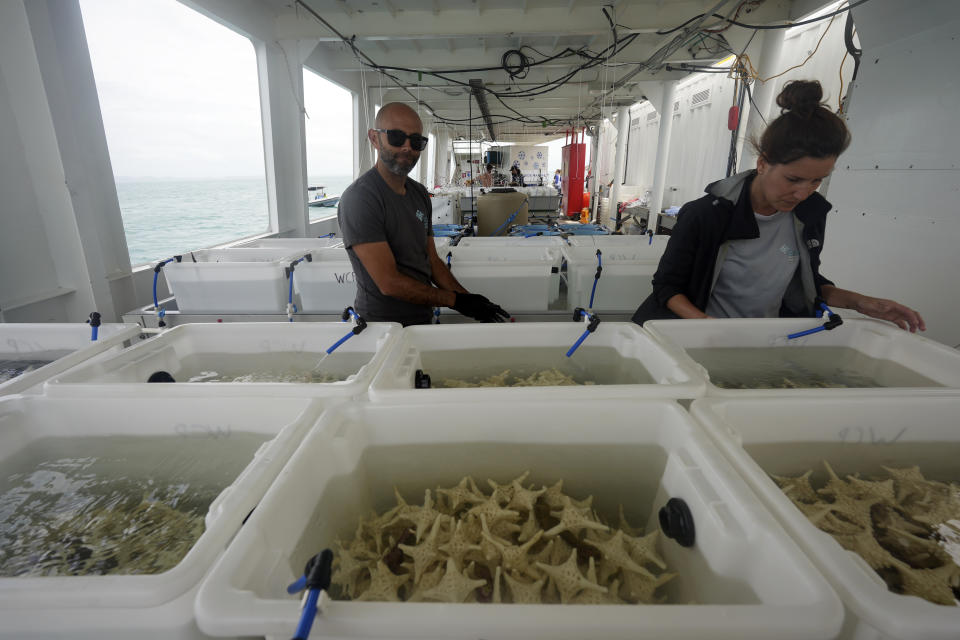Aric Bickel, left, and Valerie Chamberland, scientists working for SECORE International, stand above coral restoration devices called tetrapods aboard a floating laboratory aboard a retrofitted ferry named the "sci-barge" off of Konomie Island off the coast of Queensland in eastern Australia on Nov. 10, 2022. Authorities are trying to buy the reef time by combining ancient knowledge with new technology. (AP Photo/Sam McNeil)
