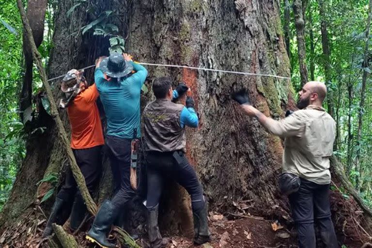 En la quinta expedición pudieron llegar al árbol que mide más de 80 metros