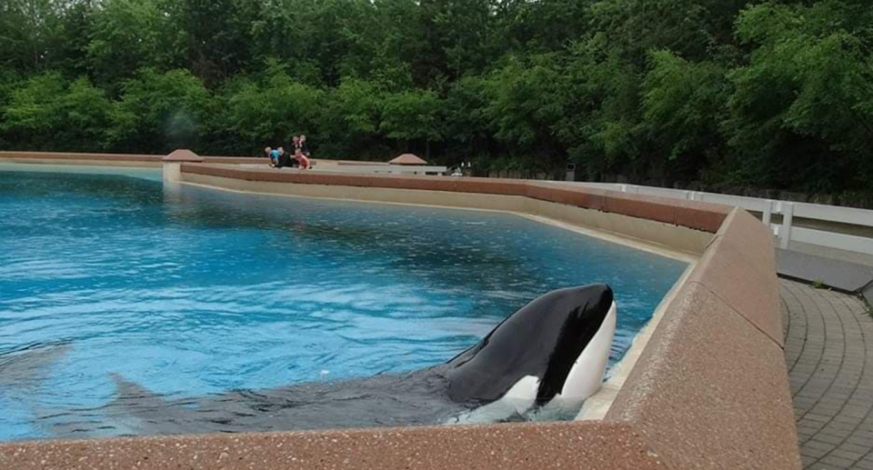 Kiska the orca pokes her head out of the water. 