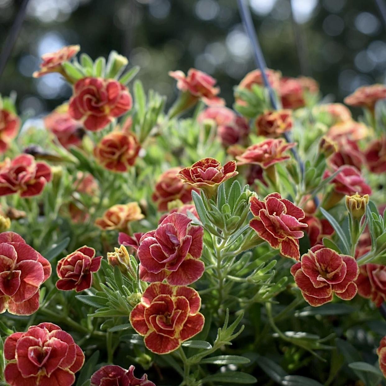 Superbells Double Redstone was recognized as a ‘Plant of Distinction at the University of Georgia trials.