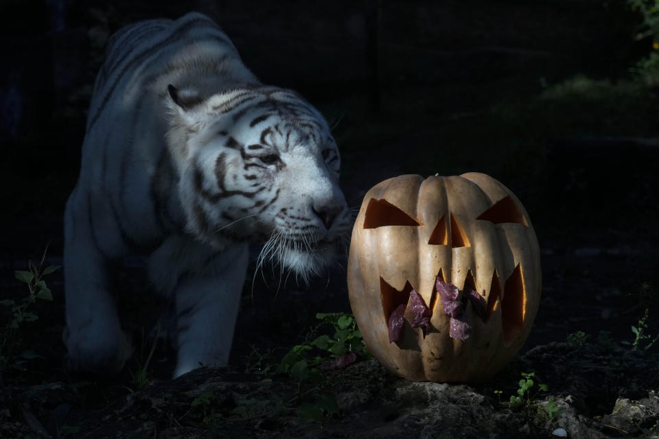 A White Bengal tiger approaches a pumpkin stuffed with meat at Rome's Zoo, Thursday, Oct. 26, 2023. To celebrate the upcoming Halloween, zookeepers at the Bioparco feast have fed animals with pumpkins stuffed with food. (AP Photo/Gregorio Borgia)