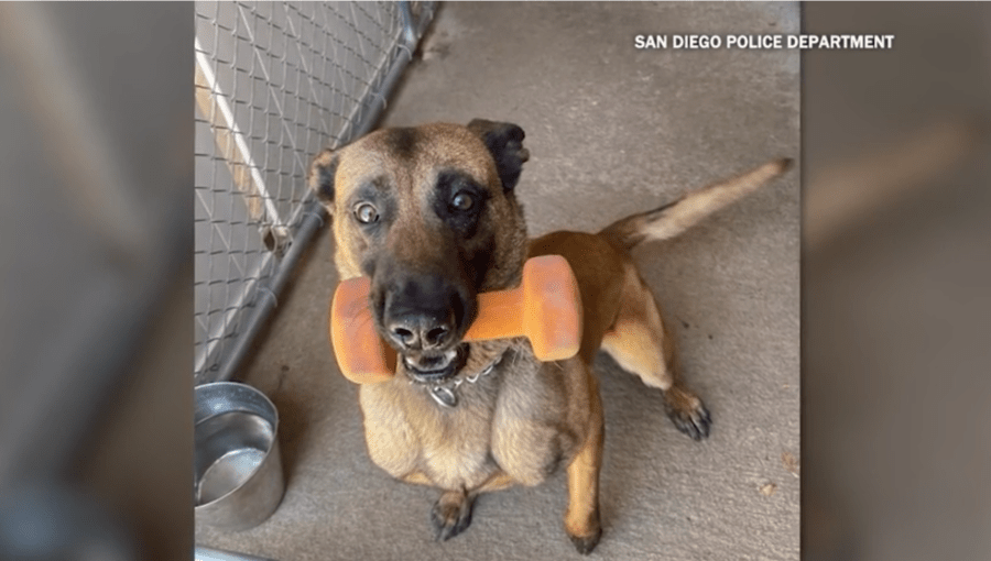 Slain SDPD K-9, Sir, honored at National Police K-9 Memorial Service (Courtesy of San Diego Police Department)