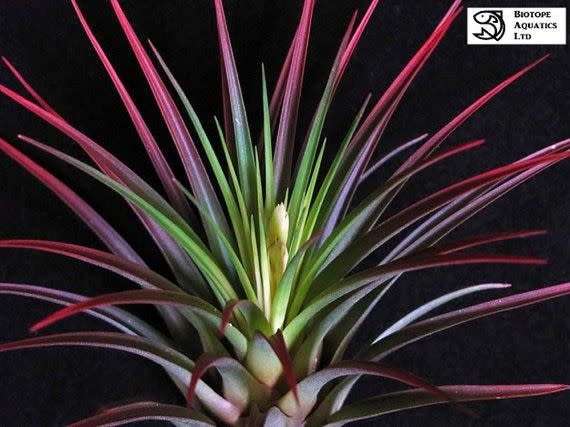 21) Tricolor Melanocrater Air Plant