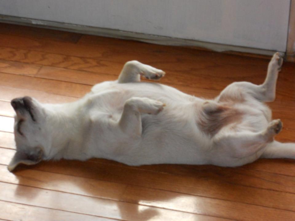 Spike, oblivious to his title as a Guinness World Record holder, naps at the Kimball family house in Camden, Ohio (Guinness World Records)