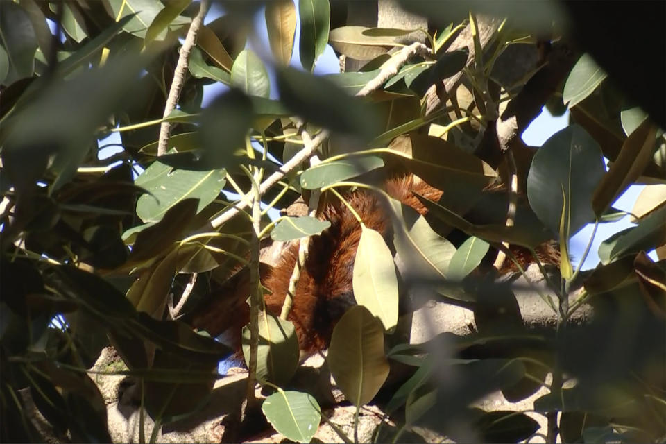 Ravi, a 7 year old red panda, sits in a tree near the zoo he escaped from days earlier, Sunday, Aug. 14, 2022, in Adelaide, Australia. The panda escaped from his enclosure at the Adelaide Zoo and was recaptured Sunday after he was spotted hanging out in a fig tree in the nearby park. (Australian Broadcasting Corporation via AP)