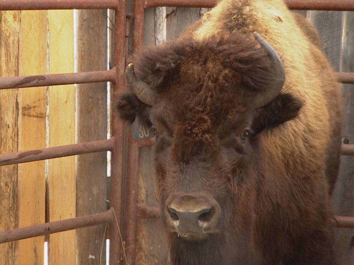 A buffalo waits to be inspected at the Tsuut'ina paddock in November. (James Young/CBC - image credit)