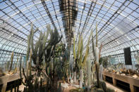 Inside view of a greenhouse at the botanical garden " Jardin des Serres d'Auteuil" in Paris, France, March 21, 2019. REUTERS/Charles Platiau