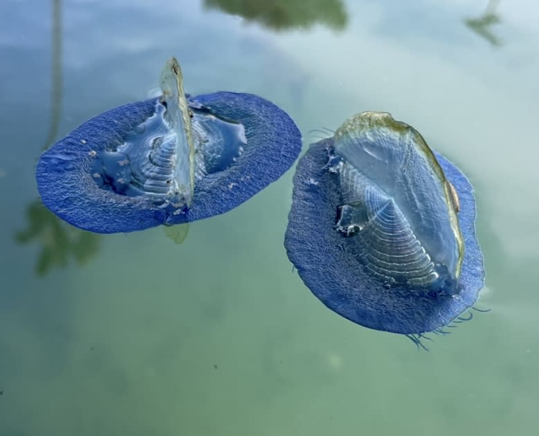 Image of two Velella velellas, or By-the-Wind sailors, in the water near the Oceanside Harbor. (Image by Darwin Southard/Courtesy of Carleen Southard)