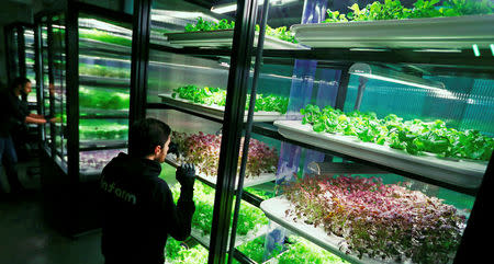 An employee of the urban farming start-up Infarm checks an indoor growing system at the company's showroom in Berlin, Germany, February 5, 2018. REUTERS/Hannibal Hanschke