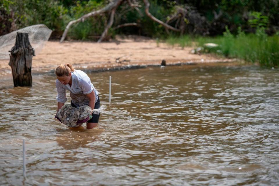 Dr. Virginia Schweiss, professor at University of Southern Mississippi and chief scientist at Callie Mae Sea Foundation, lays down a bag of oyster shells as a part of a living shoreline project on private property in the Back Bay of Biloxi on Tuesday, July 23, 2024. Dr. Schweiss and several students created the living shoreline as a part of a marine conservation course in the USM Gulf Coast Research Summer Field Program.