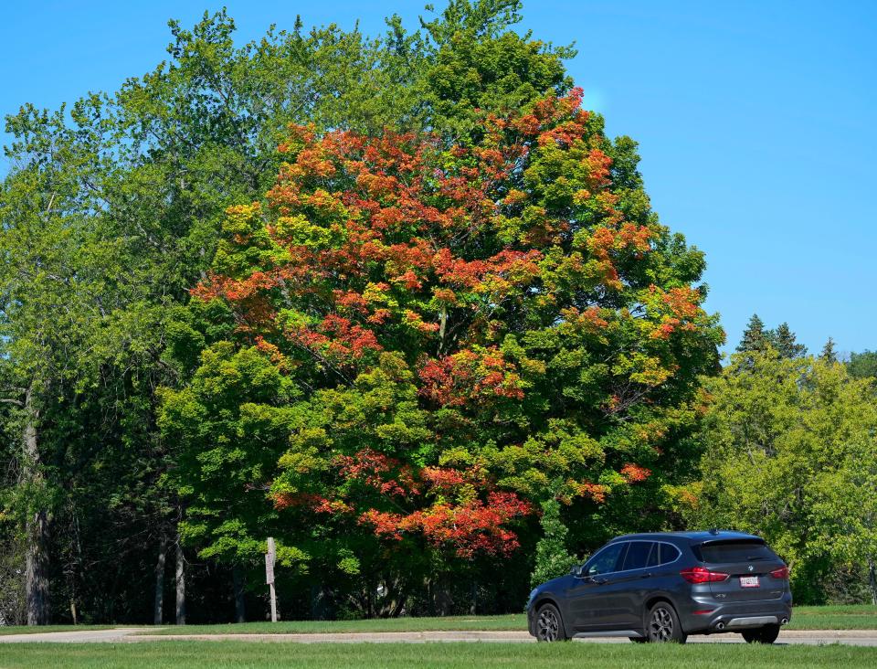 Leaves on a tree are turning colors for fall as Autumn nears on Mequon Road in Mequon on Tuesday, Aug. 30, 2022.  