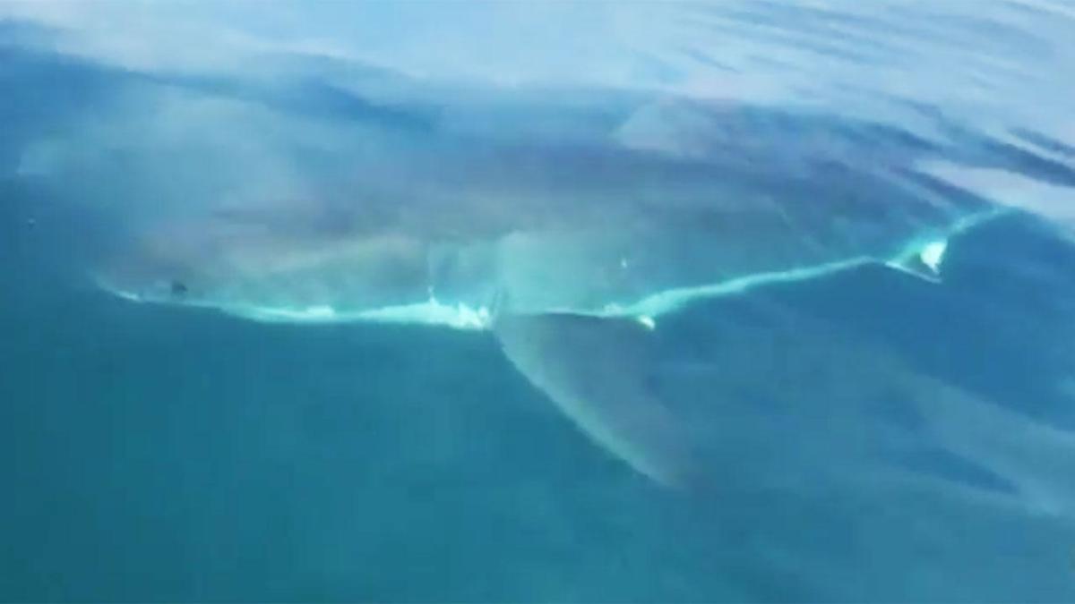 Terrifying': Shark larger than a boat menaces family fishing in Adelaide