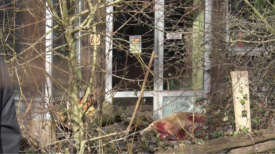 The body of a bear pictured after it was shot in the zoo in Osnabruech, Germany, Saturday, March 11, 2017. The bear has been killed after it escaped from its enclosure from a zoo in the northern German town of Osnabrueck. The German news agency dpa reported the bear was shot dead by zoo personnel and all visitors were temporarily evacuated on Saturday. The head of the zoo, Andreas Busemann, said that, “We reacted immediately with our team, and in order to protect the visitors, we had to shoot him.” ( Festim Beqiri/dpa via AP)