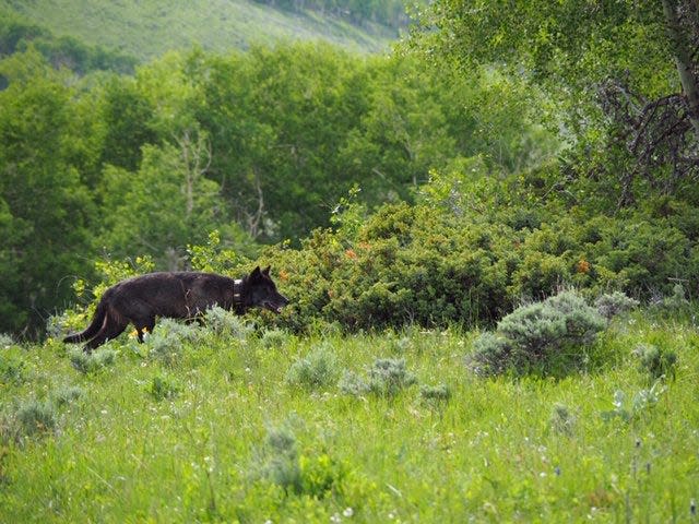 This image of what appears to be a radio-collared wolf was sent to Colorado Parks and Wildlife from a member of the public near Colorado State Forest State Park in July 2019.
