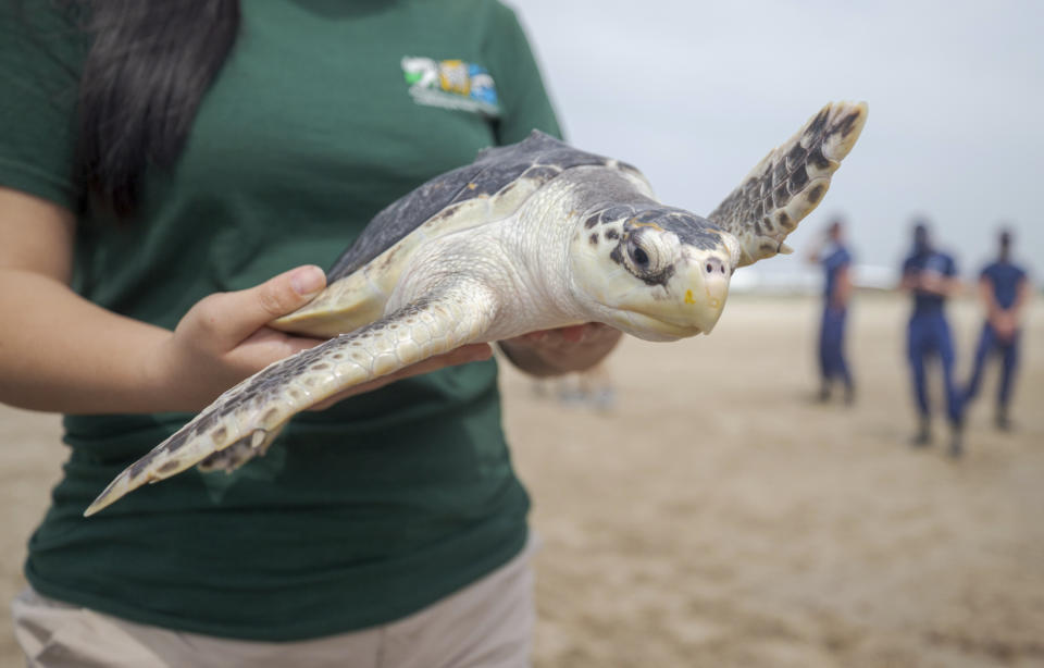 A Kemp's Ridley sea turtle just before being released into the Gulf of Mexico from the Grand Isle, La. beach Monday, March 15, 2021. Audubon's Coastal Wildlife Network rehabilitated 19 cold-stunned Kemp's Ridley sea turtles after a deep arctic airmass along the New England coast in November 2020 threatened to kill the turtles. (David Grunfeld/The Advocate via AP)