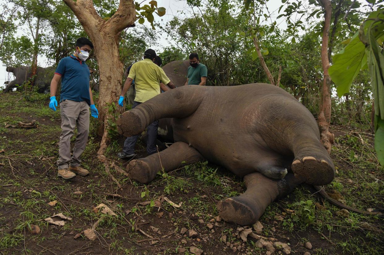 <p>A veterinarian team checks the dead bodies of elephants on a hillside in Nagaon district of Assam on 14 May, 2021</p> (AFP via Getty Images)