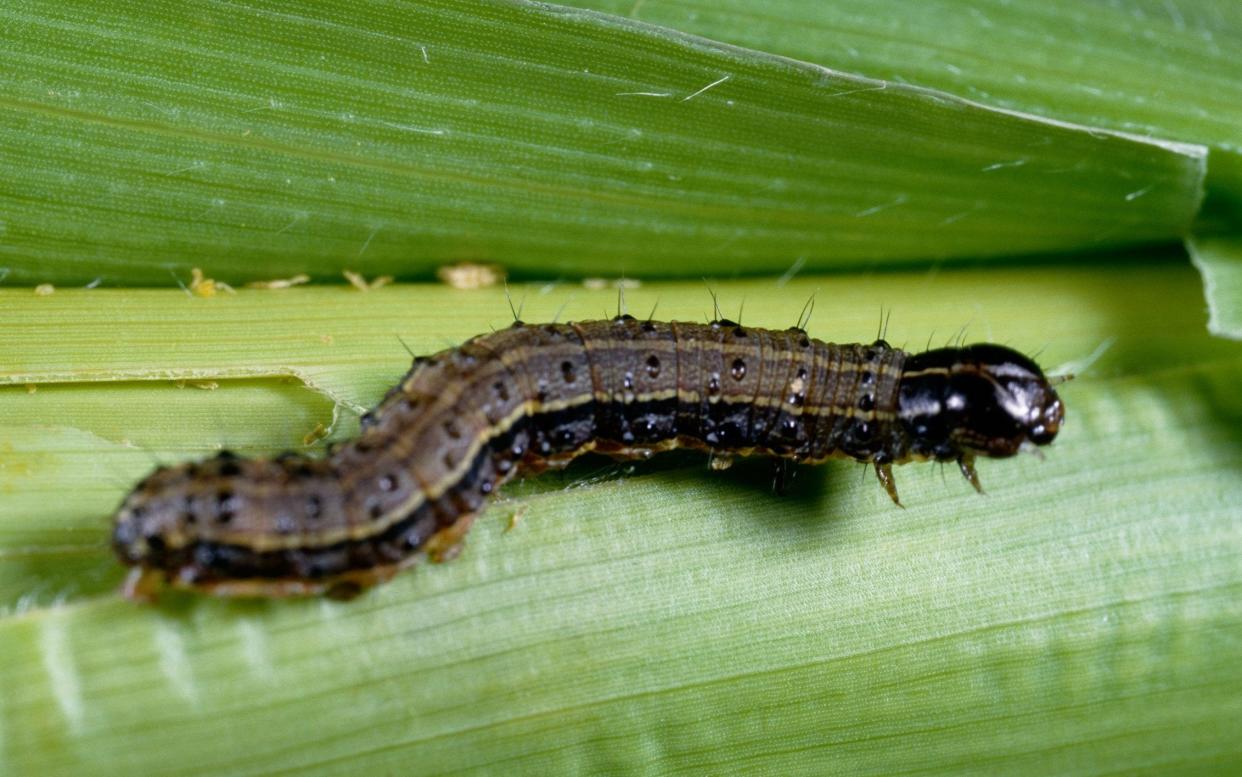 The fall armyworm, native to the Americas, has spread to China three months after arriving in India - www.alamy.com