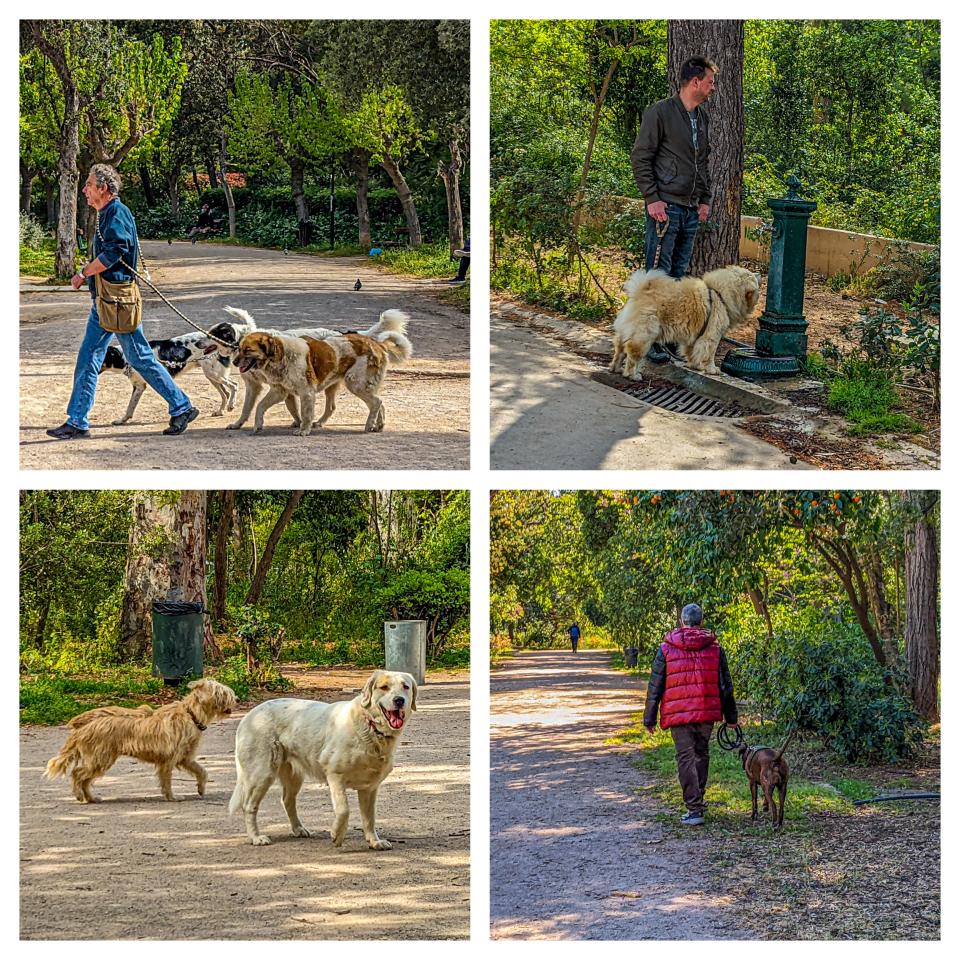 A collage of dogs being walked in Athens, Greece
