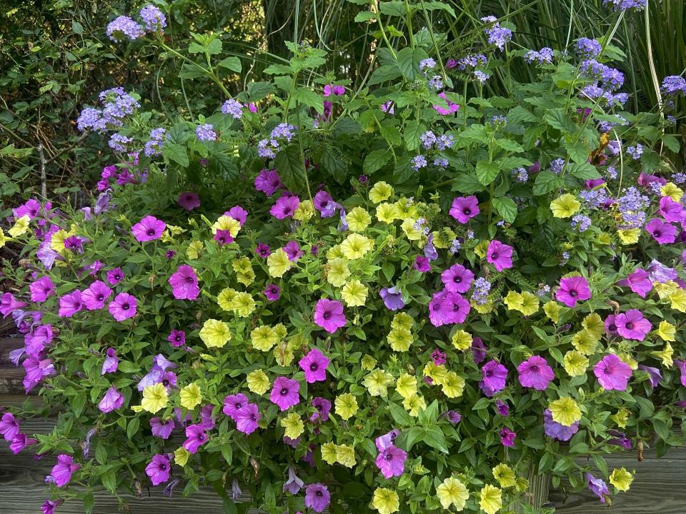 Supertunia Vista Jazzberry and Augusta Lavender heliotrope partner for a split complementary color scheme with Supertunia Mini Vista Yellow petunia.