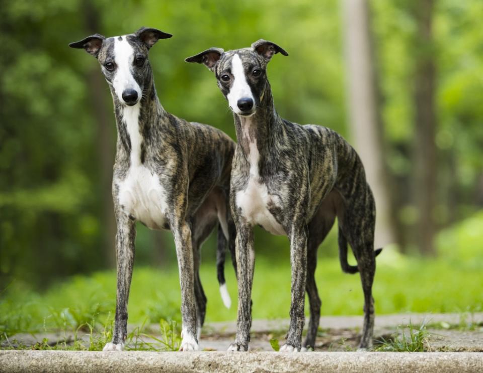 whippets 