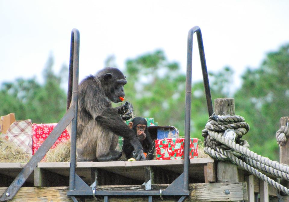 Juniper enjoys a snack with Lili, her 1-year-old baby, on Dec. 21 during Lion Country Safari's annual "Christmas with the Chimps."