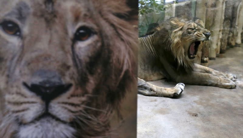 FILE PHOTO: Jamvan, an Asiatic lion, yawns inside its enclosure at Prague Zoo