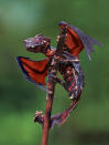 The Dragon Gecko, "Satanic Leaf Tailed Gecko with Flying Fox wings." <a href="http://i.imgur.com/I4V777F.jpg" rel="nofollow noopener" target="_blank" data-ylk="slk:Photo;elm:context_link;itc:0;sec:content-canvas" class="link ">Photo</a> created by <a href="http://www.reddit.com/user/Felfriast" rel="nofollow noopener" target="_blank" data-ylk="slk:Felfriast;elm:context_link;itc:0;sec:content-canvas" class="link ">Felfriast</a>.