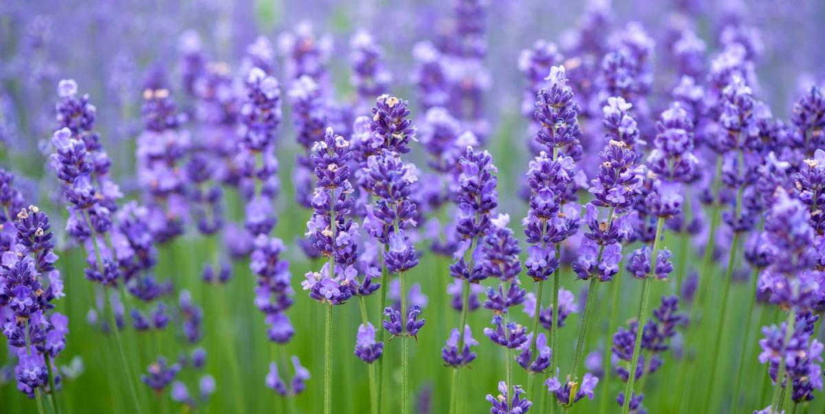 How to Grow Lavender in Singapore: Indoors or hydroponic better?