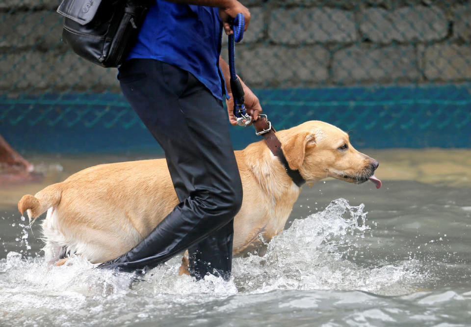 A man walks his dog on a flooded road in Colombo, Sri Lanka, May 16, 2016. (Reuters/Dinuka Liyanawatte)