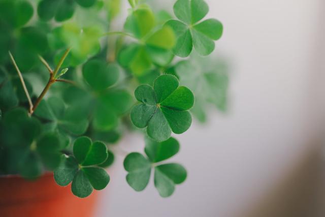 Superstition. Plantez un peu de chance dans le jardin…. Des plantes porte- bonheur