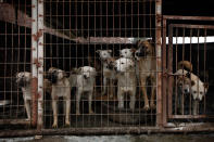 <p>Dogs are shown locked in a cage at a dog meat farm in Wonju, South Korea on Monday, Nov. 21, 2016. Humane Society International provided all 150 dogs with vaccinations and warm bedding, and aims to close down the farm and rescue the dogs. HSI is the leading animal welfare organization working to end Asia’s dog meat trade, including in South Korea where around 17,000 farms breed up to 2.5 million dogs for human consumption annually. HSI works in partnership with dog farmers interested in leaving the industry, and assists their transition to cruelty-free livelihoods. More information is available at www.hsi.org/dogmeat. (Woohae Cho/AP Images for The Humane Society of the United States) </p>