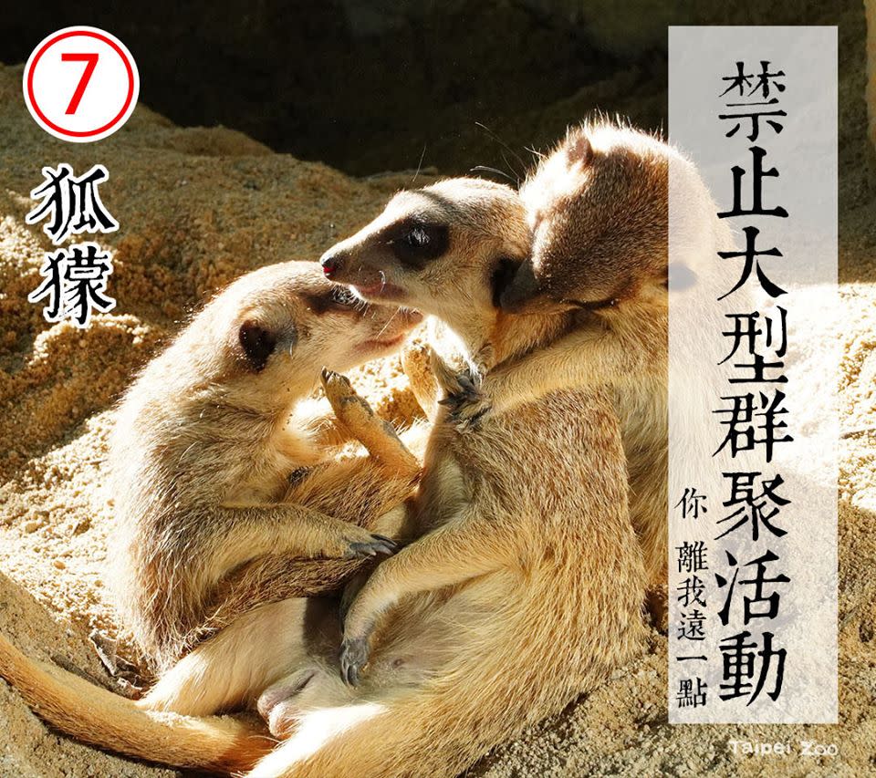 7號候選人狐獴 | Candidate No. 7-meerkat (FB/Taipei Zoo)