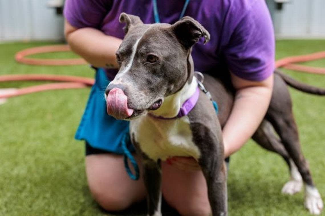 Sasha, a 4-year-old American Staffordshire Terrier, is one of the animals available for adoption at the Wake County Animal Center.