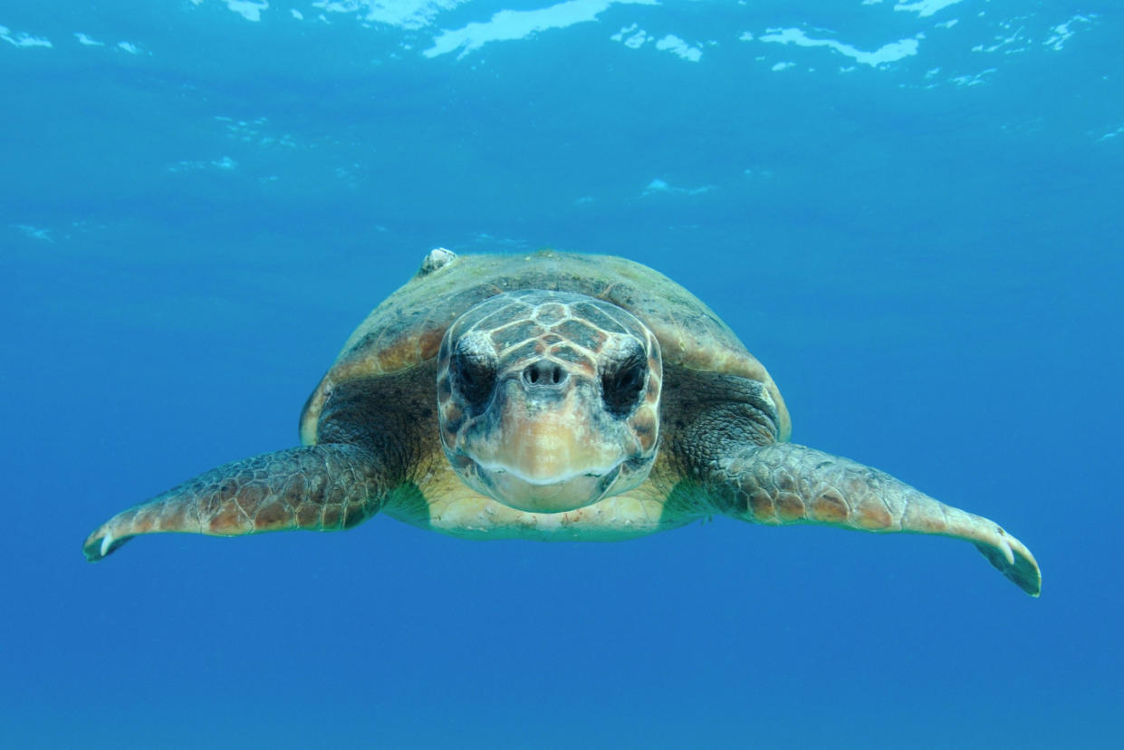 Programme Name: Animals with Cameras S2 - TX: n/a - Episode: Animals with Cameras S2 - Oceans (No. Oceans) - Picture Shows: Adult, female Loggerhead Sea Turtle.  - (C) Shutterstock - Photographer: Matteo photos