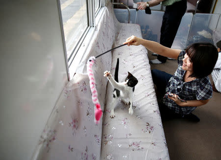 A passenger plays with a cat, in a train cat cafe, held on a local train to bring awareness to the culling of stray cats, in Ogaki, Gifu Prefecture, Japan September 10, 2017. REUTERS/Kim Kyung-Hoon