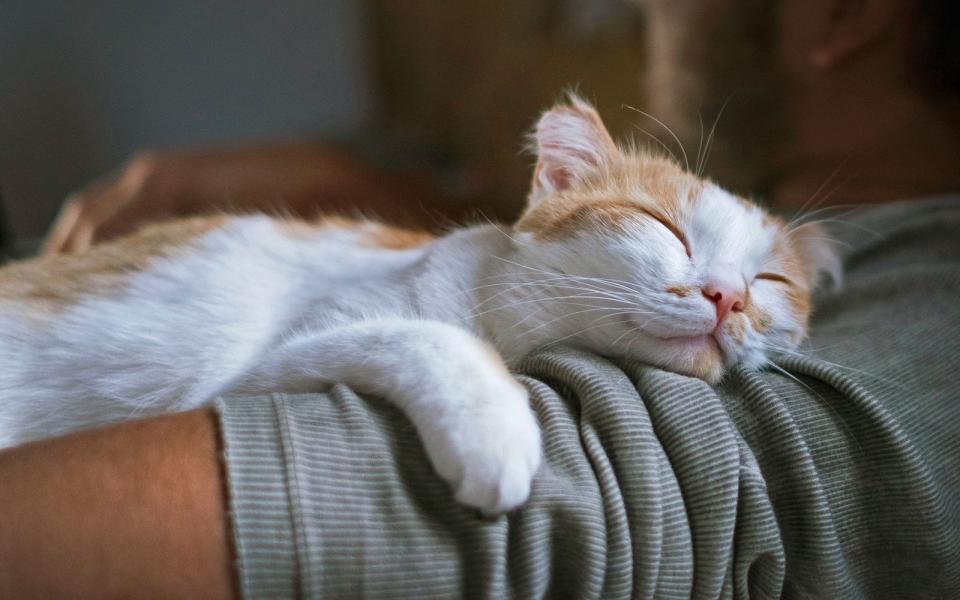 Und natürlich kuscheln wir Menschen auch gerne mit unseren Tieren. Vor allem Katzen und Hunde sind als Haustiere zum Kuscheln sehr beliebt. (Bild: iStock / taniche)