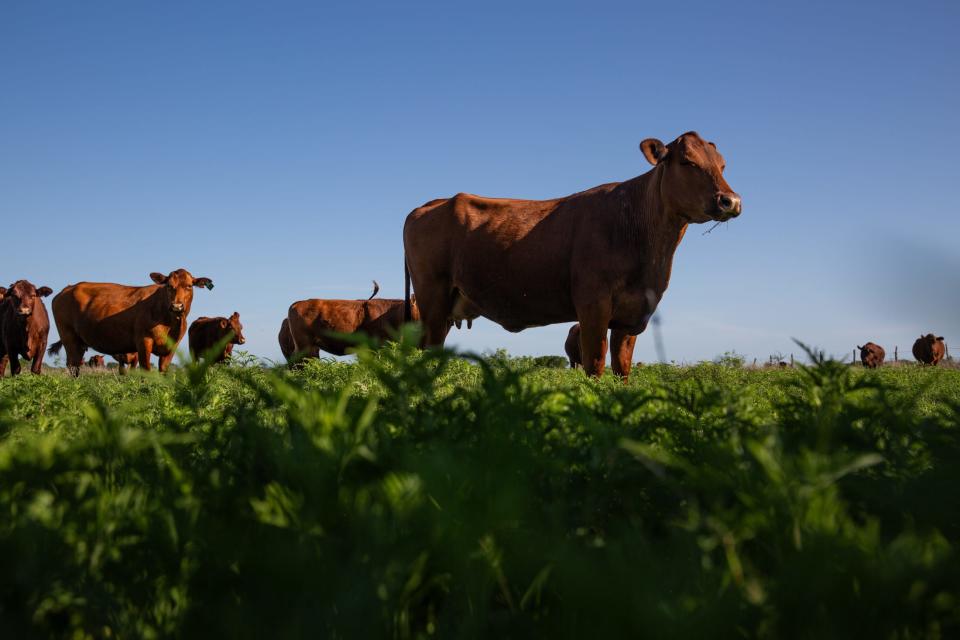 American Red cattle graze in a pasture on Friday, March 29, 2024, in Kingsville, Texas. American Red's are a cross between Santa Gertrudis, a hardy breed, and Red Angus, known for desirable fat marbling in their meat, cattle owner James Clement III said.
