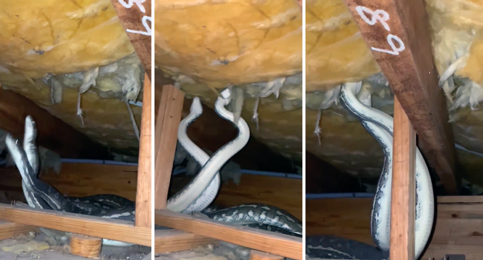 Two male snakes are seen fighting in a ceiling. 