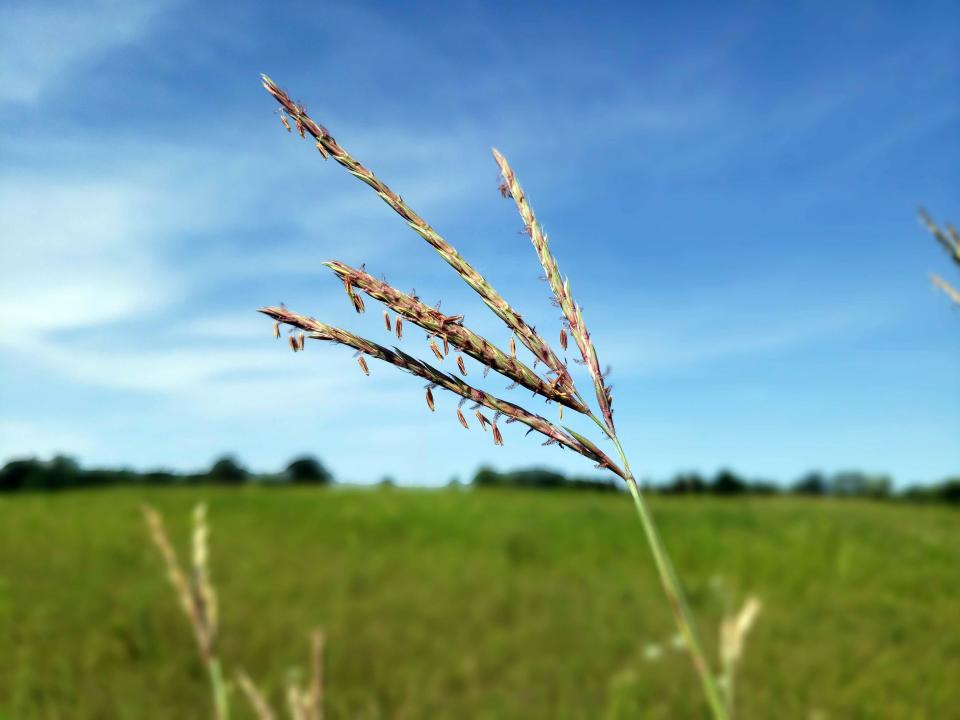 Big bluestem grass is also called turkeyfoot, for the prongs at the top that usually grow in groups of three. 