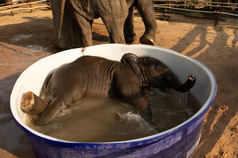 The Wider Image: Streaming to survive: Thailand's out-of-work elephants in crisis